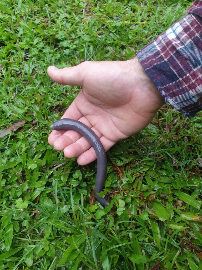 Giant Gippsland Earthworm from Austinville QLD 4213, Australia on ...