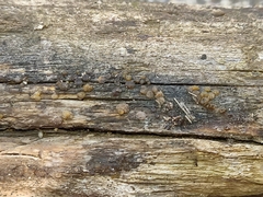 Myxarium nucleatum