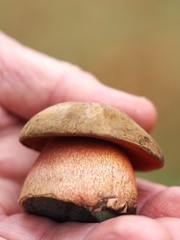 Neoboletus erythropus