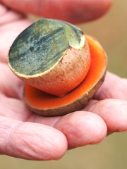 Neoboletus erythropus