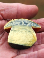 Neoboletus erythropus