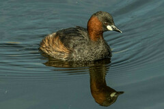 Tachybaptus ruficollis capensis