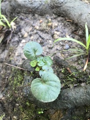 Viola reichenbachiana