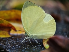 Gandaca harina distanti