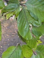 Orchestes fagi