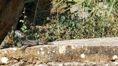 Laudakia vulgaris
