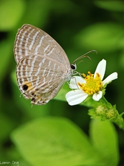 Jamides celeno aelianus