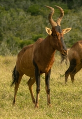 Alcelaphus buselaphus caama