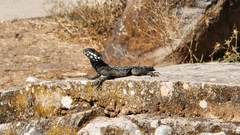 Laudakia vulgaris