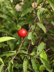 Prunus glandulosa
