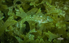 Clinus superciliosus