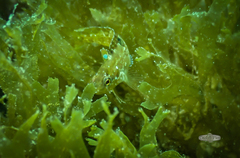 Clinus superciliosus