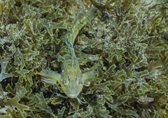 Clinus superciliosus