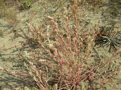 Corispermum sibiricum