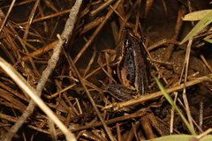 Litoria nasuta