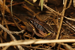 Litoria nasuta