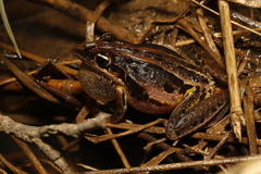 Litoria nasuta