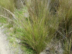 Austrostipa stipoides
