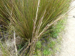 Austrostipa stipoides