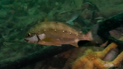 Chirodactylus brachydactylus