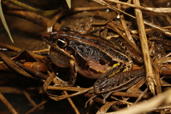 Litoria nasuta