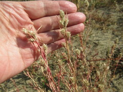 Corispermum sibiricum