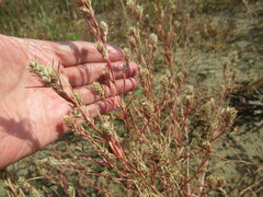 Corispermum sibiricum