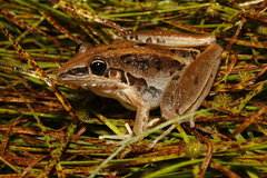 Litoria nasuta