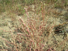 Corispermum sibiricum