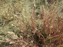 Corispermum sibiricum