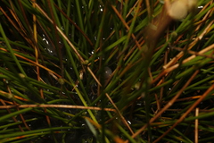 Crinia parinsignifera