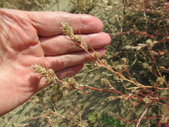 Corispermum sibiricum