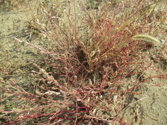 Corispermum sibiricum