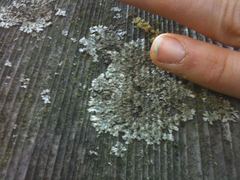 Physconia isidiigera