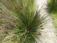 Juncus