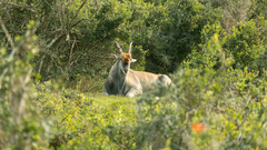 Tragelaphus oryx oryx