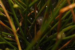 Crinia parinsignifera