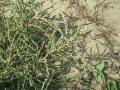 Salsola collina