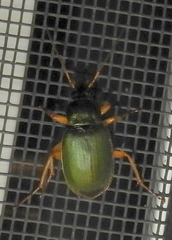 Chlaenius sericeus