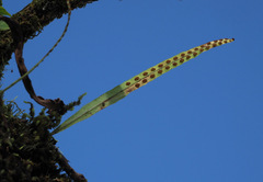 Lepisorus thunbergianus