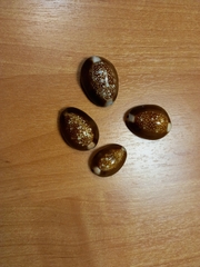 Monetaria caputophidii