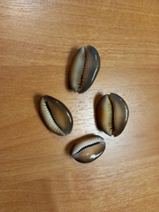 Monetaria caputophidii