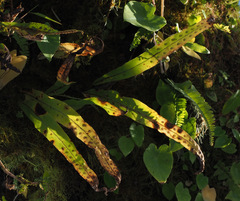 Lepisorus thunbergianus