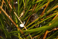 Crinia parinsignifera