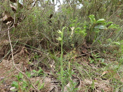 Calochilus imberbis