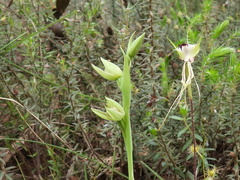 Calochilus imberbis