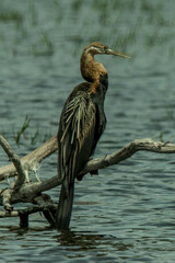 Anhinga rufa rufa