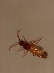 Tricholabiodes
