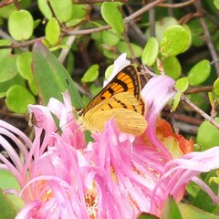 Lycaena salustius