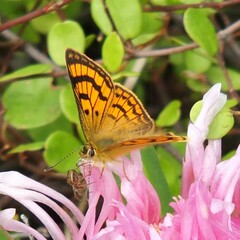 Lycaena salustius